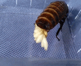 Cockroach baby process,蟑螂产宝宝过程