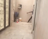 家里的宠物生气了 - The pets in the family were angry