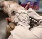 从老鼠的颈部拔出一只寄生的马蝇幼虫 - A parasitic horse fly larva was drawn from the neck of a mouse.