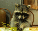 Eating noodles is always like a thief.,干脆面吃东西，总是一副贼样，贼萌贼萌的