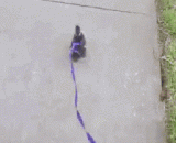 溜鸭子才是最萌的[2P] - Ducklings are the first [2P]