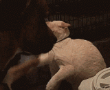 当你的矮个女朋友发飙的时候 - When your short girlfriend is angry