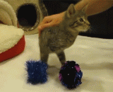 没有前腿的喵星人[4P] - Meow star [4P] without front legs