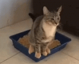 你特么会不会拉屎？ - Are you shit?