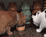 唉，吃个饭都要撕来撕去，好累 - Alas, a meal should be tore and tore away, so tired