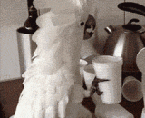 都是什么鬼，不能吃的统统扔掉 - What the ghosts are, all that can't be eaten and thrown away