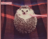 When you are angry with your boyfriend, but when he brings a delicious meal, he comes over.,当你正在生男朋友的气，但是他带了好吃的过来时