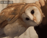 猫头鹰的头可以旋转270度！ - The owl's head can be rotated 270 degrees!