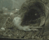 鳄龟吃白鼠，瞬间被撕裂....画面太血腥胆小慎入！ - The crocodile ate the white mouse and was torn instantly. The picture was too bloody and timid.