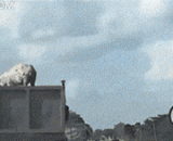 八戒成功从卡车上逃走，想宰老猪没那么容易 - Eight quit successfully escaped from the truck, trying to slaughter the old pig is not so easy.