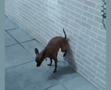 发粪涂墙 - Dung coated wall