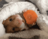 这个冬天我只想在被窝里这样度过 - I just want to spend this winter in my bed