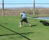 饲养员训练豹子 - Keepers training leopards