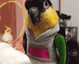 鹦鹉的时尚服装，帅帅哒 - The fashion dress of the parrot, the handsome man
