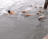 和主人一起游泳的一群汪星人！这场面也太壮观了[5P] - A group of stars who swim with their owners! The scene is too spectacular, [5P]