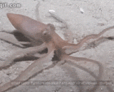 乌贼的遁地术 - The squid's escape technique