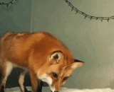 Mistaken the sheets as the unfortunate foxes in the snow,误把床单当成雪地的倒霉狐狸