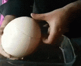 Super egg! Ostrich eggs? Feel full and eat one.,超级大蛋！鸵鸟蛋？感觉吃一颗就饱了