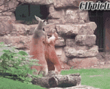 Have you ever seen a kangaroo trunk?,你见过袋鼠干架吗，霸气侧漏！