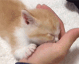 小奶猫趴在主银的手心上睡着了 - The little cat fell asleep on the palm of the main silver