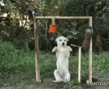 汪星人也会玩冰桶挑战 - The Wang stars also challenge the ice bucket