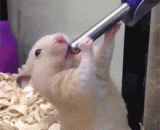 一看就不是正经仓鼠 - It's not a positive hamster.