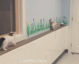 两只小猫崽在窗台上狭路相逢，结果… - Two little kittens meet on the windowsill.