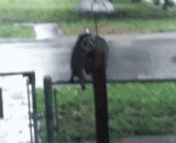 In a sudden rainstorm, a raccoon in Kansas ran to a small umbrella in a mailbox for shelter.,突降暴雨，堪萨斯一只浣熊跑到一户人家邮箱的小铁伞下去躲雨