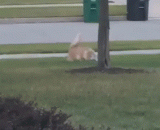 This is a cat. Is this a ball?,这还是猫啊，这特么是球啊