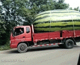 The first time I saw such a big watermelon,第一次见到这么大的西瓜