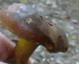 Will the magic mushroom become avatar?,神奇蘑菇，吃下去是不是会变成阿凡达？