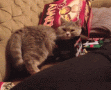 不愿意承认胖了的你 - You don't want to admit you are fat