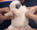 一网友家刚出生的法斗小baby，圆滚滚的，萌爆惹！[3P] - A netizen has just been born to fight a small baby, round, explosive! [3P]