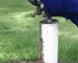 聪明的鹦鹉打开水龙头洗澡[2P] - The clever parrot opens the faucet and baths [2P]