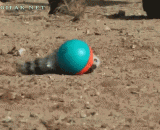 EMU GIF dynamic picture, an elegant creature,鸸鹋gif动态图片，一种优雅的生物