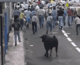 How do you not be attacked by the Bulls? It's okay to pretend to be dead,如何不被公牛攻击？装死就可以了