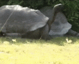 Run, the angry tortoise,快跑啊，愤怒的龟来了