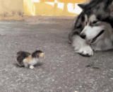 借过借过！没听过好狗不挡道吗？ - Borrowed it! Have you never heard a good dog not blocking the way?