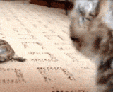喵星人第一次见到乌龟的样子，大写的懵逼 - Meow star people first saw the appearance of tortoise.