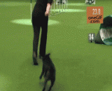 主人不好意思，有点急实在忍不住！ - The master is embarrassed, I can't help it a little.