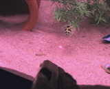 原来鱼儿也喜欢追着光游 - The fish also liked to chase the light