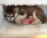 I just want to spend this summer in the refrigerator.,这个夏天只想在冰箱里度过...