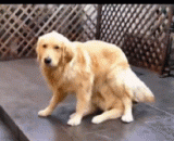 主人！我会变魔术了哦！ - Master! I'm going to magic!