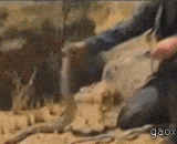 贝爷生吃活蛇 - Lord bainy eat living snakes