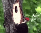 The woodpecker's heart: this worm is not eaten. I will not leave today. [2P],啄木鸟内心：这虫没吃到，我今天就不走了[2P]