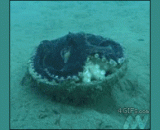 章鱼哥骑着椰子跑得好有喜感 - The octopus is happy to ride coconuts