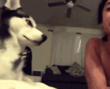 小姐姐想跟自家狗子来张自拍，却遭到了深深的嫌弃 - Miss elder sister wanted to come to Zhang Zi with her own dog, but was deeply disliked.