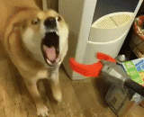 机器人大战狗头 - Robot fight the head of the dog