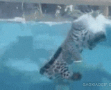 A Jaguar can swim in a dive,美洲豹会游泳会潜水