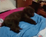 这汪是什么意思 - What does this Wang mean?